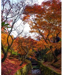 ひとり旅🍁紅葉の京都へ✨🍂 | (その他)