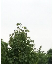 Mitchell&Ness | キャップ