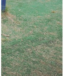 100均 | ソックス/靴下