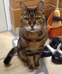 ブリーダー育ち | 四郎(♂)(お向かいさんの飼い猫)(その他)