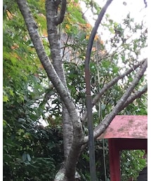 日本最恐の喫茶店 | トップス