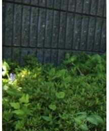 mimiisashop | Tシャツ/カットソー