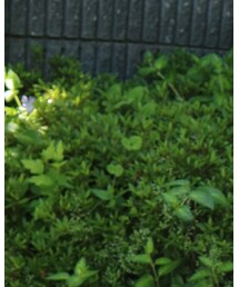 junokids | サロペット/オーバーオール