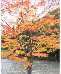 紅葉 | その他