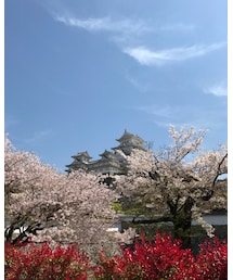 桜 | その他