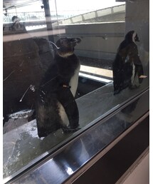 ペンギンさん🐧 | その他