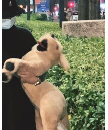 IKEA | ペット用おもちゃ