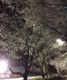 花見 | その他