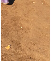 芋掘り | その他