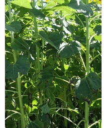 URBAN RESEARCH | バッグ