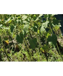 JOURNAL STANDARD | シューズ