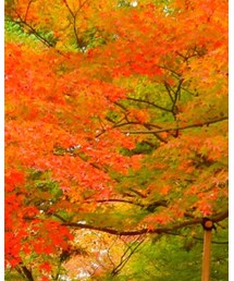 京都 青蓮院 | その他