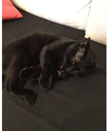 kuroro'n | その他