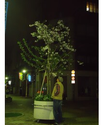 おまけ・・・。通りの夜桜❀散り際も一興！キレイでサ～(^_-)(その他)