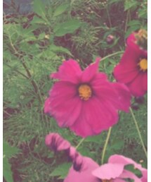 コスモス | その他