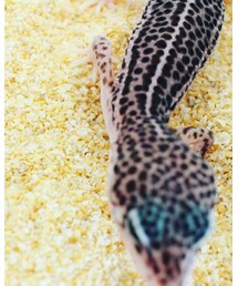 トカゲ | その他