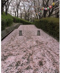 桜の絨毯 | その他