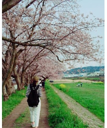 🌸🚶🌸🍃 | その他