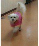 petlandの「オールインワン・サロペット(つなぎ/オールインワン)」
