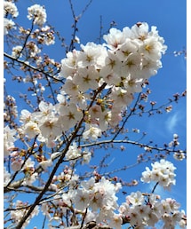 桜 | 桜🌸本当にキレイでした✨(その他)