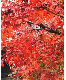 紅葉 | その他