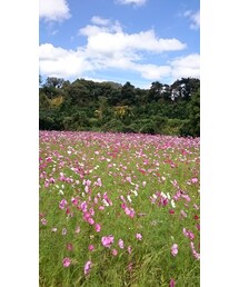 コスモス | その他