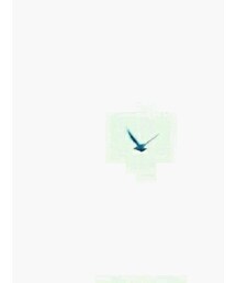 未確認飛行鳥 | その他