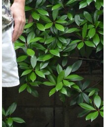 A.P.C. | その他パンツ
