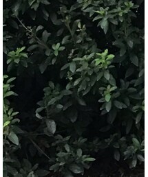 ZARA | タンクトップ