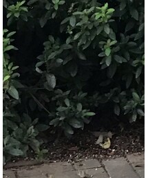 しまむら | スカート