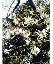 新宿御苑 | その他