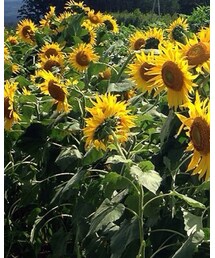 no brand | その他