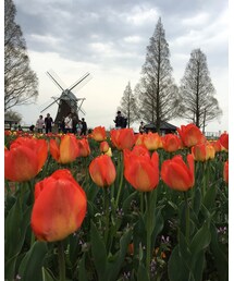 あけぼの山公園 | その他