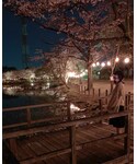 夜桜🌸 | 