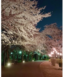 🌸🌸 | その他