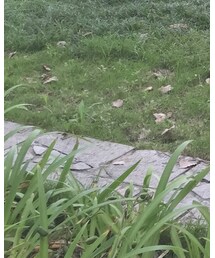 MOUSSY | スカート