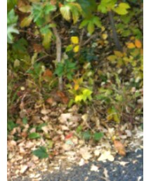 西松屋 | ブルゾン