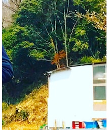 UNIQLO | ジャケット/アウター