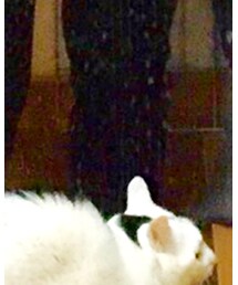 猫 | うちの猫です。(その他)