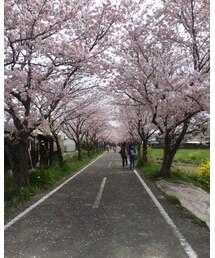 桜並木🌸 | その他