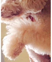 トイプードル | 雑貨/ホビー