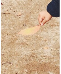 葉っぱ | その他