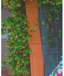 チャイハネ | トップス