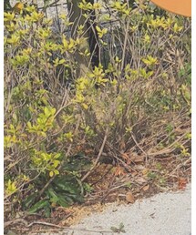 MARKEY'S | Tシャツ/カットソー