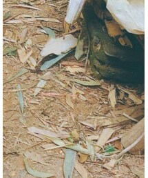 广州 | チノパンツ