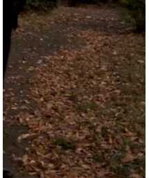 TOMMY HILFIGER | デニムパンツ