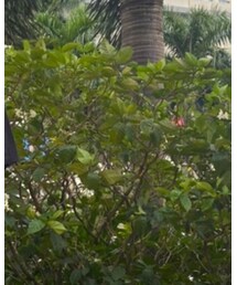 ZARA | タンクトップ