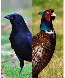 カラスとキジ | その他