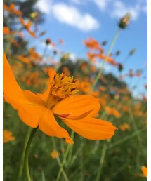 コスモス | その他