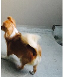 メキシコ産チワワ | その他